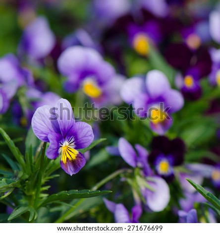 Tricolor pansy flower plant natural background.