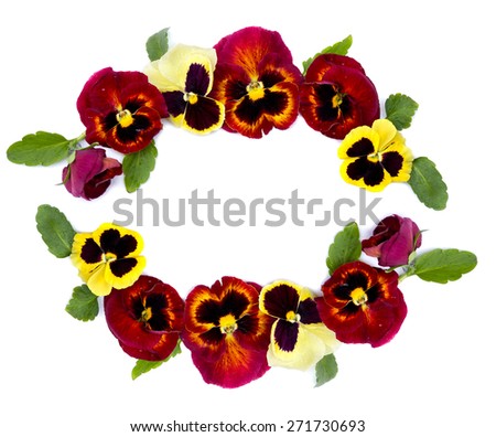 Pansies on a white background. Top view, flat lay