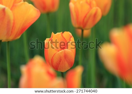 red orange tulip in the garden, spring flowers in the park