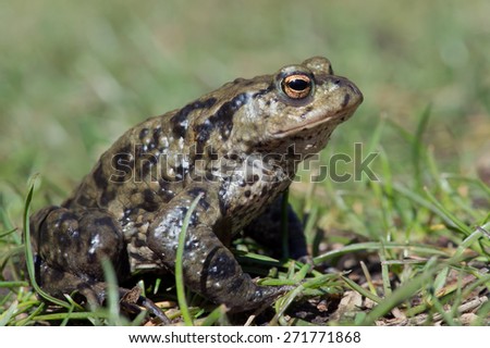 Common Toad in long green grass/Toad/Common Toad (Bufo Bufo)
