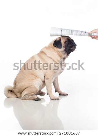 Picture of dog being hit / punished / abused (no harm done)