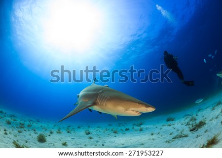 Lemon shark with a diver and the sunbeam behind, Tiger beach, Bahamas