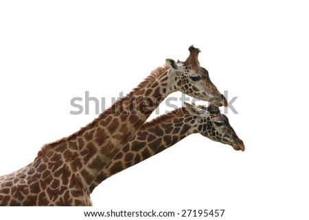 A Pair of giraffes isolated