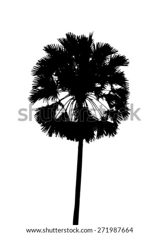 vector single palm tree isolated on white background