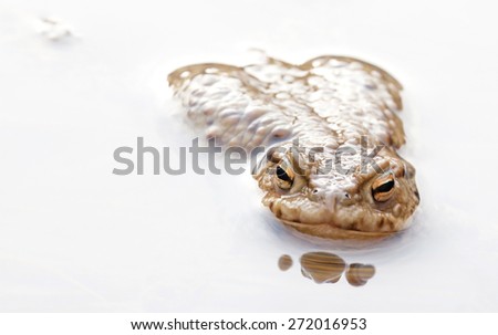 Frog - Common Toad in water