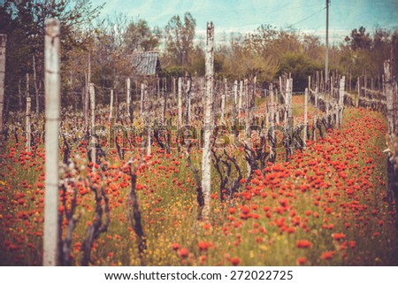 Bright red poppies in a vineyard in Kakheti region, Georgia, Caucasus. Toned picture. Selective focus