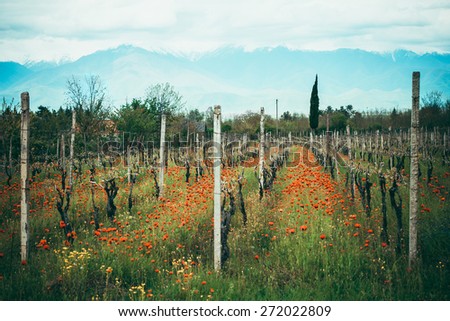 Bright red poppies in a vineyard in Kakheti region, Georgia, Caucasus. Toned picture. Selective focus