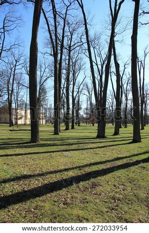 the shadows of the trees on the green grass on a sunny day in the park