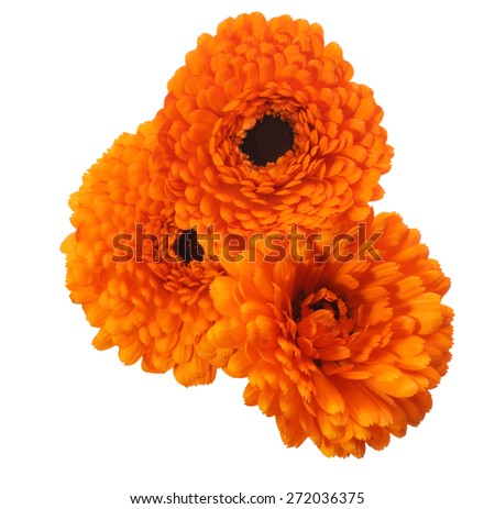 Flower head of pot marigold 