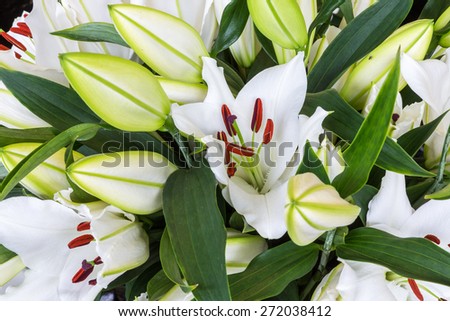 Colorful bush of White lily flowers (Lilium)