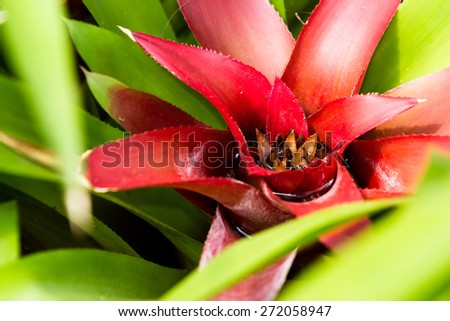 close up of a tropical plant with a bright red center changing into green
