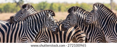 Zebra herd in a colour photo with heads together