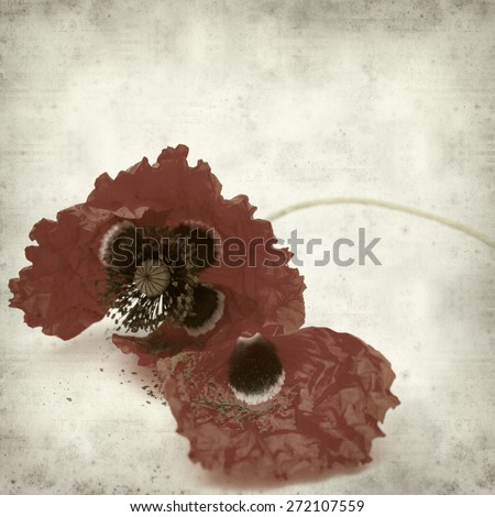 textured old paper background with red poppy wilting