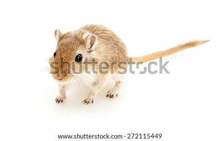 Gerbil, Pets, Isolated.