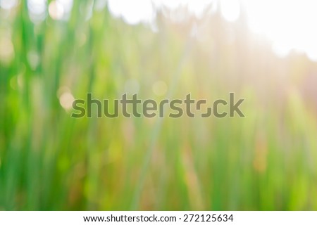 blurry grass background