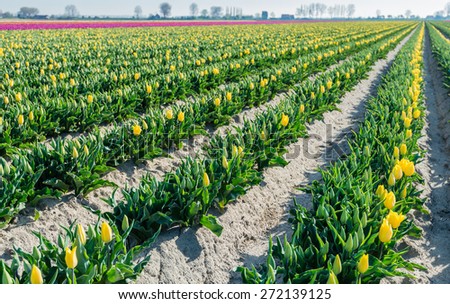Plant beds with budding and yellow blooming tulips diagonally into the picture. The tulips always bloom first on the sunny side of the beds.