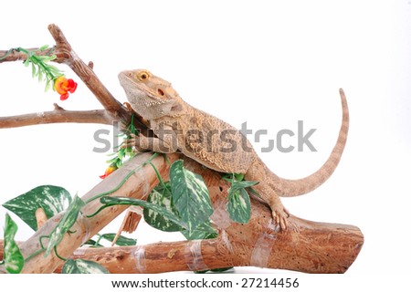 Australian dragon lizard