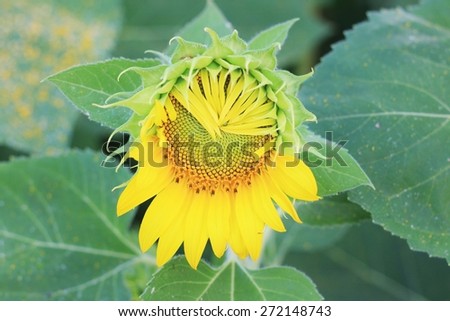 Sunflower in the garden.