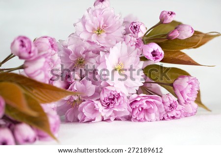 Close up of a spray of cherry blossom flowers on a white background