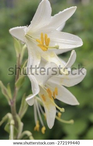 two lilies in the garden closeup