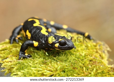 Tailed salamander