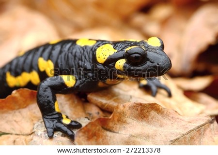 Salamander detail