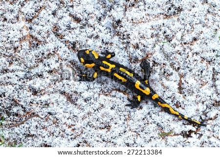 Salamander on snow