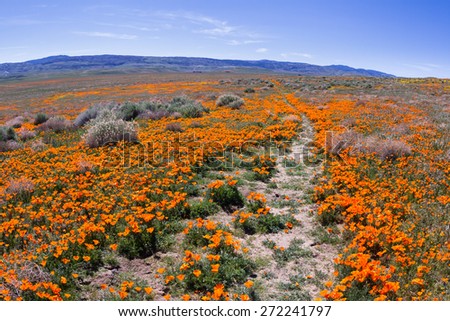 Thousands of flowers blooming on the hills of the Antelope Valley California Poppy Preserve with a walking trail thru the field