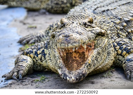 Nile crocodile close-up