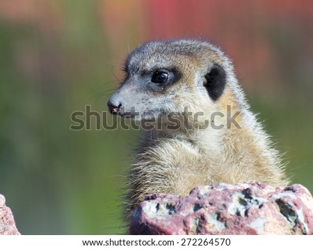 Guarding meerkat or suricate (Suricata suricatta) 