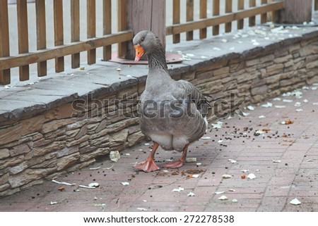 duck poultry goose agriculture farm domestic poultry yard gray grey bird