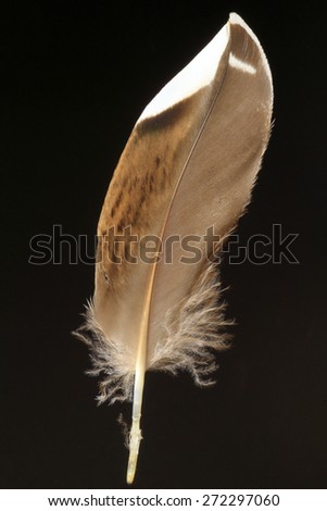 feather of Mallard (Anas platyrhynchos)