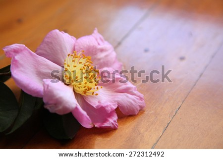 Closeup of beautiful pink Camellia flower on wooden background