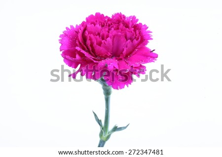 Pink Carnation Flower isolated on white background