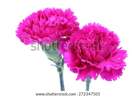 Pink Carnation Flower isolated on white background
