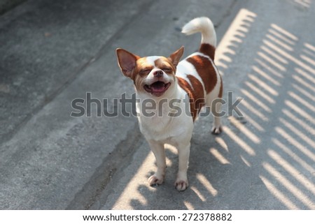 Smiling dog on street.