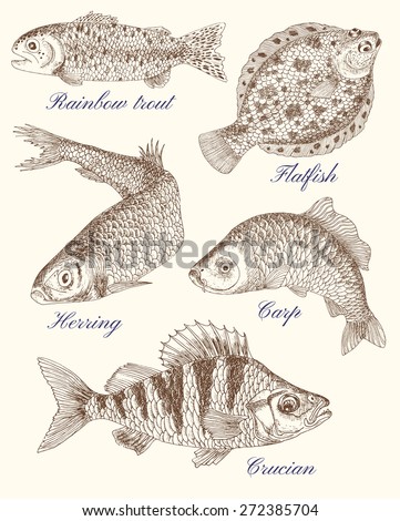 Design set with variation of freshwater and saltwater fish, hand drawn illustration