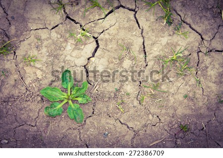 Weeds growing on dry cracked soil