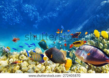 Wonderful and beautiful underwater world with corals and tropical fish. Royalty-Free Stock Photo #272405870