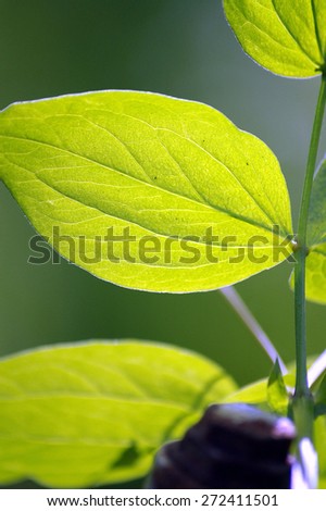 Young leaves in forestfreshness