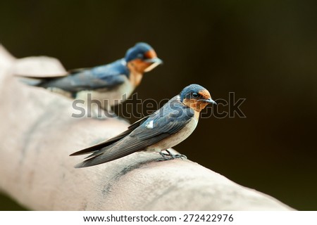 Pacific Swallow or Hill Swallow (Hirundo tahitica) is a small passerine bird in the swallow family. It breeds in tropical southern Asia across to south east Asia and the islands of the south Pacific. Royalty-Free Stock Photo #272422976