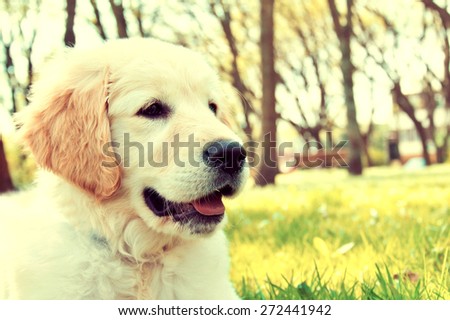 Cute golden retriever puppy in the park at summer. Vintage picture.