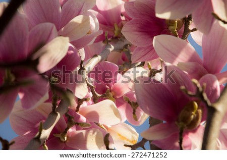 Magnolia blossom with blue sky, spring beauty