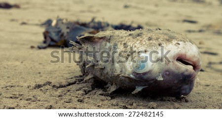 puffer fish aka toad fish washed up on a beach 