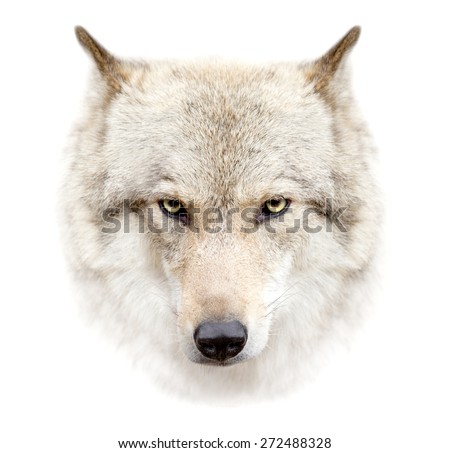 The wolf face on white background