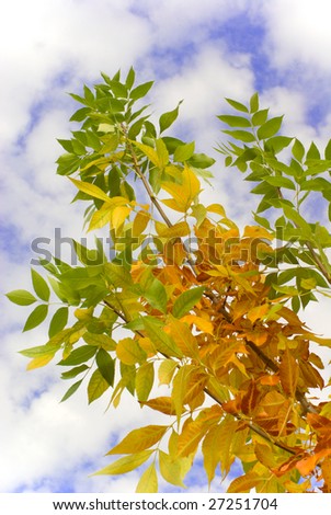 Beautiful three-color leaves against sky