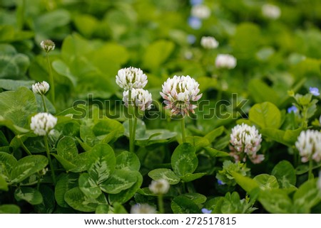 White / Dutch clover (Trifolium repens). Flower of the clover. Trifolium Repens L.