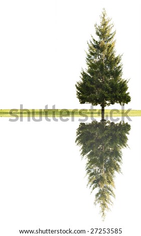 single fir and green grass with reflection isolated on white background