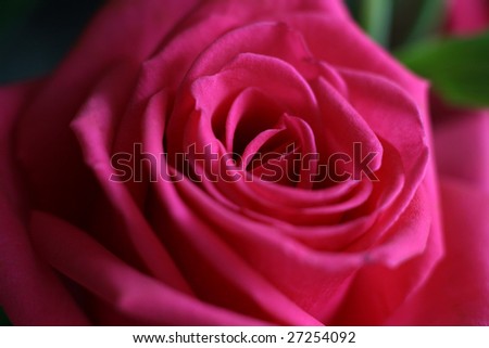 Close up picture of bright pink rose