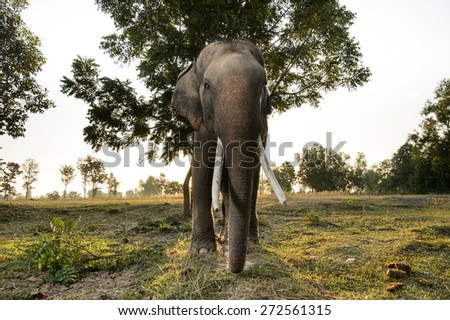 Asian elephant in field at sunrise in Thailand.